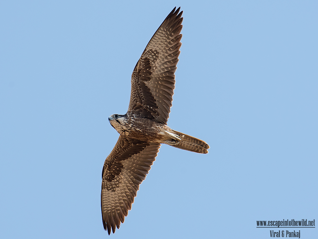 Laggar Falcon